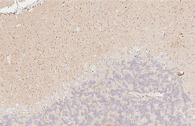 Anti-DLK/MAP3K12 antibody [HL3423] used in IHC (Paraffin sections) (IHC-P). GTX641265
