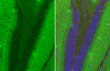 Anti-DLK/MAP3K12 antibody [HL3423] used in IHC (Paraffin sections) (IHC-P). GTX641265