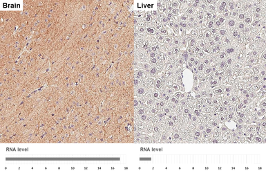 Anti-DLK/MAP3K12 antibody [HL3423] used in IHC (Paraffin sections) (IHC-P). GTX641265