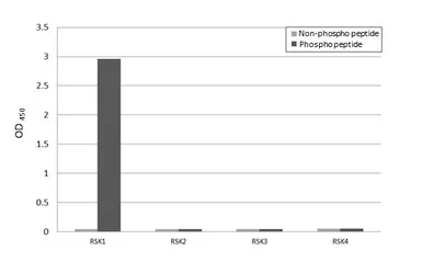 Anti-p90 RSK1 (phospho Thr359) antibody [HL3429] used in  (). GTX641271