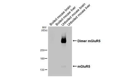 Anti-mGluR5 antibody [HL3433] used in Western Blot (WB). GTX641275
