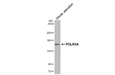 Anti-POLR3A antibody [HL3437] used in Western Blot (WB). GTX641310