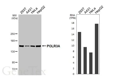 Anti-POLR3A antibody [HL3437] used in Western Blot (WB). GTX641310
