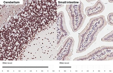 Anti-POLR3A antibody [HL3437] used in IHC (Paraffin sections) (IHC-P). GTX641310