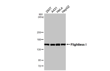 Anti-Flightless I antibody [HL3438] used in Western Blot (WB). GTX641311