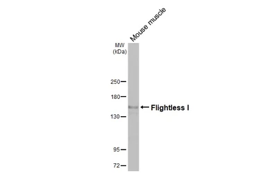 Anti-Flightless I antibody [HL3438] used in Western Blot (WB). GTX641311