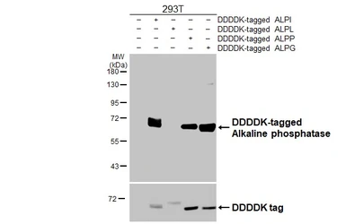 Anti-Alkaline Phosphatase antibody [HL3439] used in Western Blot (WB). GTX641312