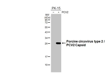 Anti-Porcine circovirus type 2 / PCV2 Capsid antibody [HL3443] used in Western Blot (WB). GTX641316
