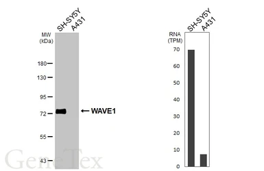 Anti-WAVE1 antibody [HL3445] used in Western Blot (WB). GTX641318