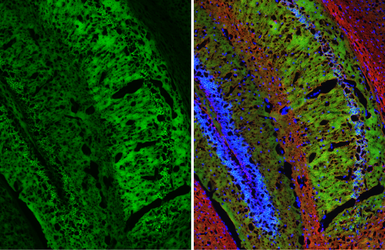 Anti-WAVE1 antibody [HL3445] used in IHC (Frozen sections) (IHC-Fr). GTX641318