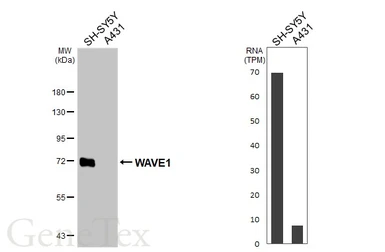 Anti-WAVE1 antibody [HL3446] used in Western Blot (WB). GTX641319