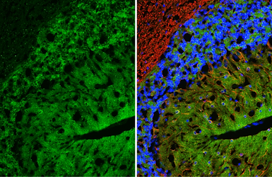 Anti-WAVE1 antibody [HL3446] used in IHC (Frozen sections) (IHC-Fr). GTX641319