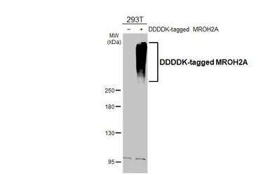 Anti-MROH2A antibody [HL3448] used in Western Blot (WB). GTX641321