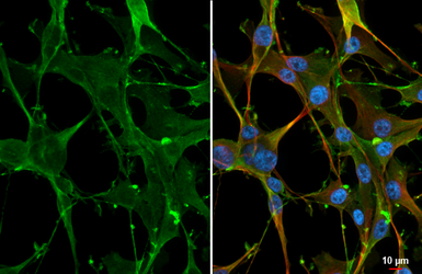 Anti-5-HT7 receptor antibody [HL3453] used in Immunocytochemistry/ Immunofluorescence (ICC/IF). GTX641326