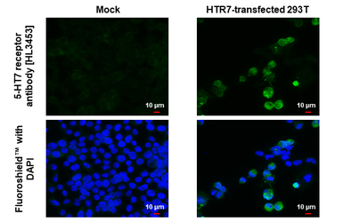 Anti-5-HT7 receptor antibody [HL3453] used in Immunocytochemistry/ Immunofluorescence (ICC/IF). GTX641326