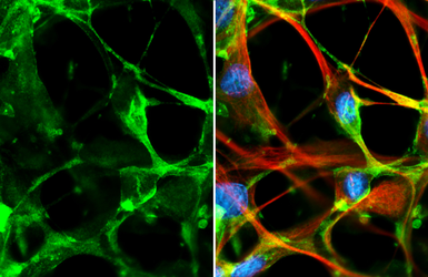 Anti-5-HT7 receptor antibody [HL3453] used in Immunocytochemistry/ Immunofluorescence (ICC/IF). GTX641326