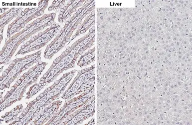 Anti-HKDC1 antibody [HL3464] used in IHC (Paraffin sections) (IHC-P). GTX641349
