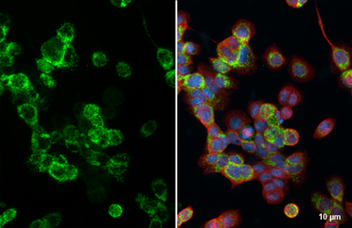Anti-HKDC1 antibody [HL3464] used in Immunocytochemistry/ Immunofluorescence (ICC/IF). GTX641349