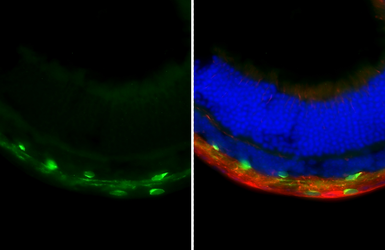 Anti-Choline Acetyltransferase antibody [HL3466] used in IHC (Frozen sections) (IHC-Fr). GTX641351