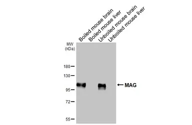 Anti-MAG antibody [HL3467] used in Western Blot (WB). GTX641352