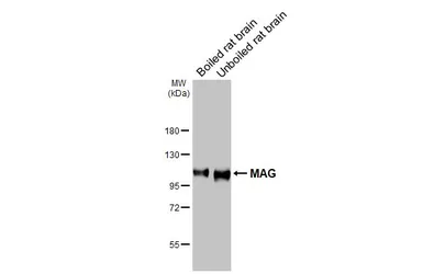 Anti-MAG antibody [HL3467] used in Western Blot (WB). GTX641352