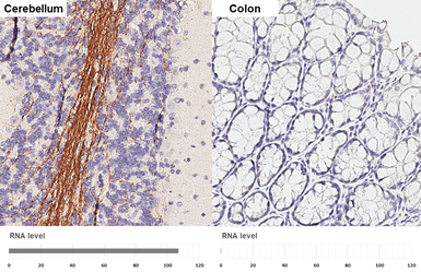 Anti-MAG antibody [HL3467] used in IHC (Paraffin sections) (IHC-P). GTX641352