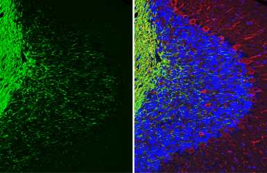 Anti-MAG antibody [HL3467] used in IHC (Paraffin sections) (IHC-P). GTX641352