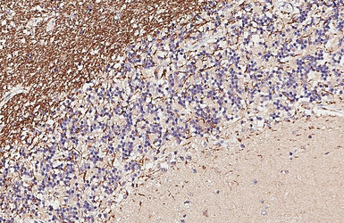 Anti-MAG antibody [HL3467] used in IHC (Paraffin sections) (IHC-P). GTX641352