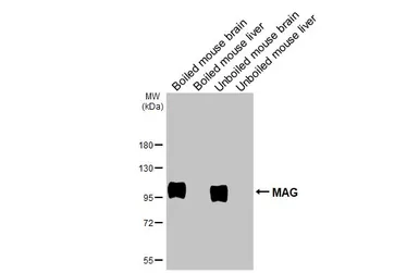 Anti-MAG antibody [HL3469] used in Western Blot (WB). GTX641354