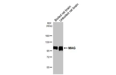 Anti-MAG antibody [HL3469] used in Western Blot (WB). GTX641354