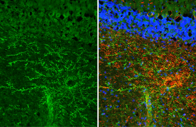 Anti-MAG antibody [HL3469] used in IHC (Frozen sections) (IHC-Fr). GTX641354