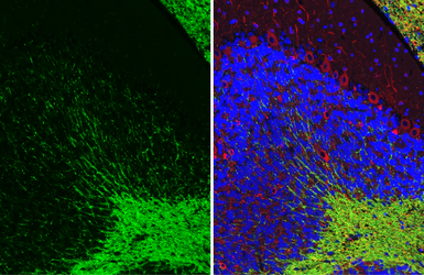 Anti-MAG antibody [HL3469] used in IHC (Paraffin sections) (IHC-P). GTX641354