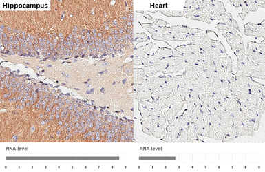 Anti-GEF-H1 antibody [HL3470] used in IHC (Paraffin sections) (IHC-P). GTX641355