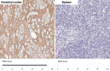 Anti-GABA Transporter 1 / GAT1 antibody [HL3475] used in IHC (Paraffin sections) (IHC-P). GTX641360