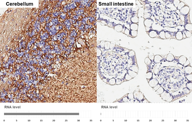 Anti-GABA Transporter 1 / GAT1 antibody [HL3475] used in IHC (Paraffin sections) (IHC-P). GTX641360