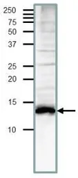 Anti-Med11 (S. cerevisiae) antibody used in Western Blot (WB). GTX64137