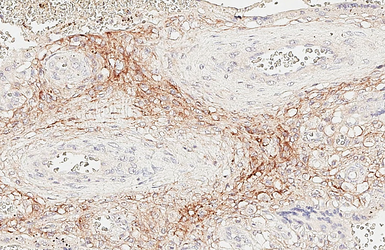 Anti-Autotaxin antibody [HL3488] used in IHC (Paraffin sections) (IHC-P). GTX641376