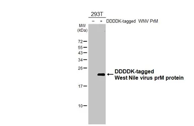 Anti-West Nile virus prM protein antibody [HL3500] used in Western Blot (WB). GTX641388