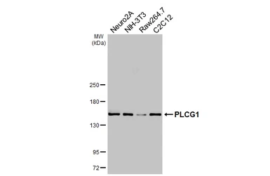 Anti-PLCG1 antibody [HL3508] used in Western Blot (WB). GTX641396