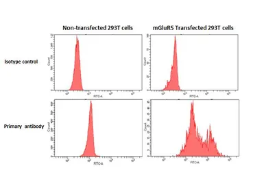 Anti-mGluR5 antibody [HL3509] used in Flow cytometry (FCM). GTX641397