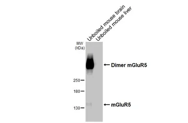 Anti-mGluR5 antibody [HL3509] used in Western Blot (WB). GTX641397