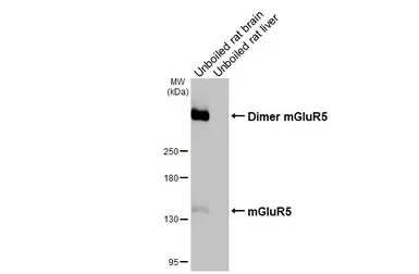 Anti-mGluR5 antibody [HL3509] used in Western Blot (WB). GTX641397