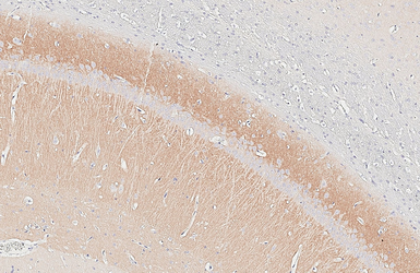 Anti-mGluR5 antibody [HL3509] used in IHC (Paraffin sections) (IHC-P). GTX641397