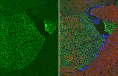 Anti-mGluR5 antibody [HL3509] used in IHC (Frozen sections) (IHC-Fr). GTX641397