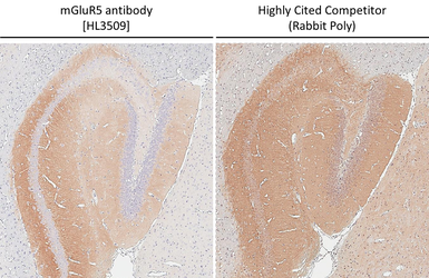 Anti-mGluR5 antibody [HL3509] used in IHC (Paraffin sections) (IHC-P). GTX641397