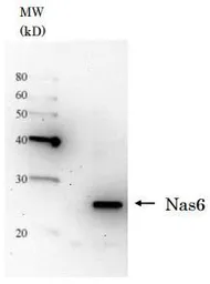 Anti-Nas6 / p28 (S. cerevisiae) antibody used in Western Blot (WB). GTX64141