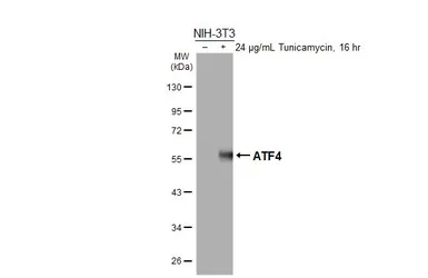 Anti-ATF4 antibody [HL3513] used in Western Blot (WB). GTX641410