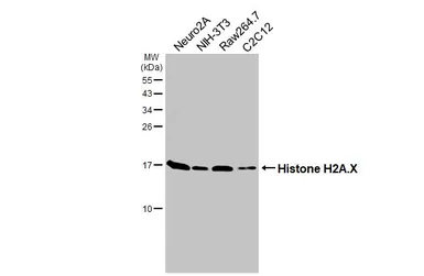 Anti-Histone H2A.X antibody [HL3515] used in Western Blot (WB). GTX641412