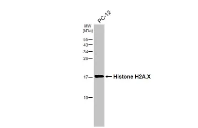 Anti-Histone H2A.X antibody [HL3515] used in Western Blot (WB). GTX641412