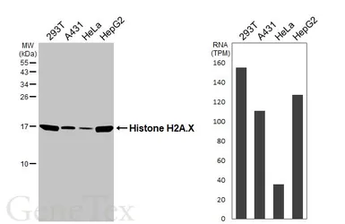 Anti-Histone H2A.X antibody [HL3515] used in Western Blot (WB). GTX641412